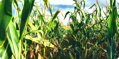 Grain Sourcing from Local Farmers